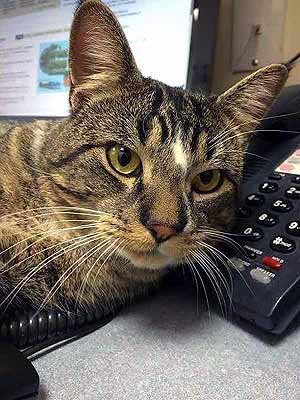 Manning  the Phones